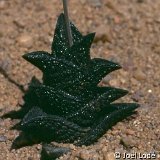 Haworthia nigra.jpg